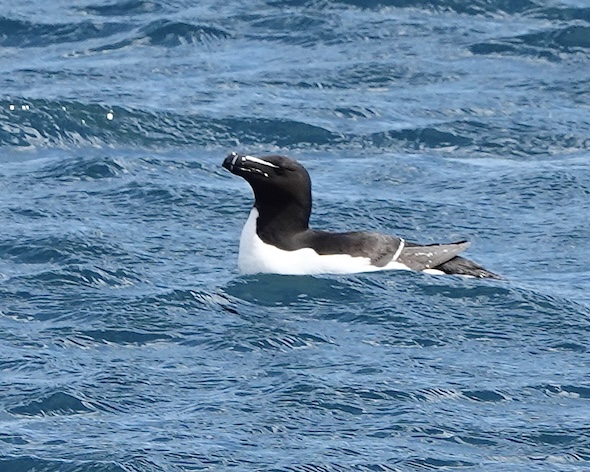 razorbill